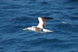 A gannet pacing the ship