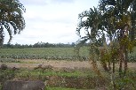 One of the many pineapple plantations