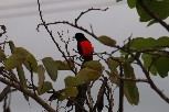 A red-breasted blackbird